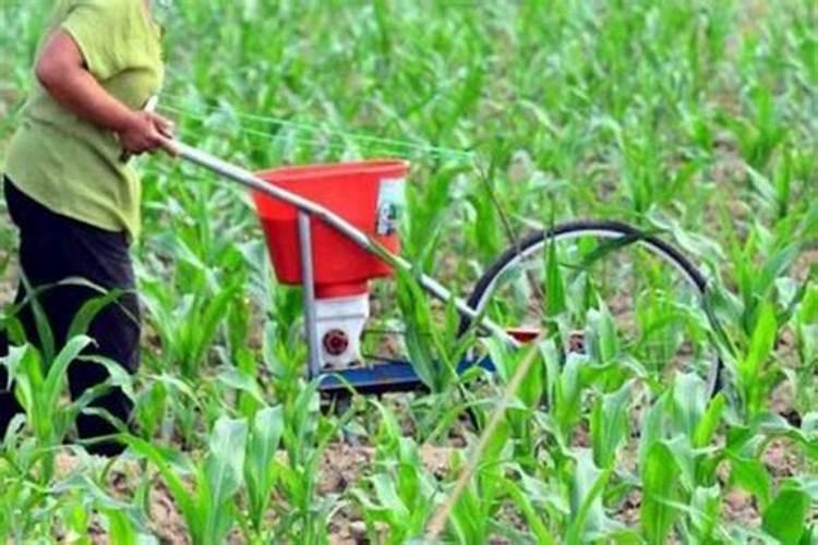 玉米除草剂和叶面肥可以一起使用吗