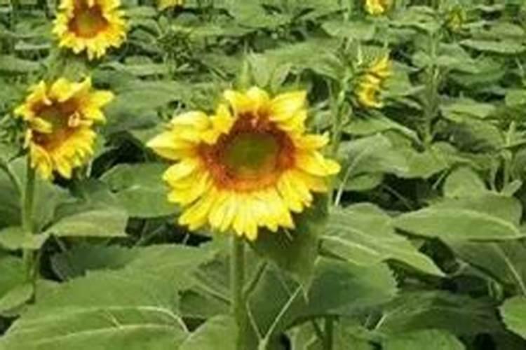 油葵如何种植？如何施肥？