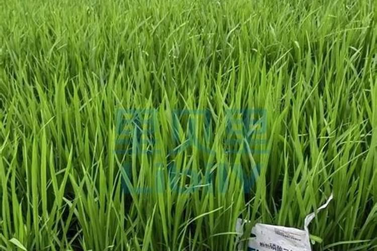 油麦菜用什么肥料好