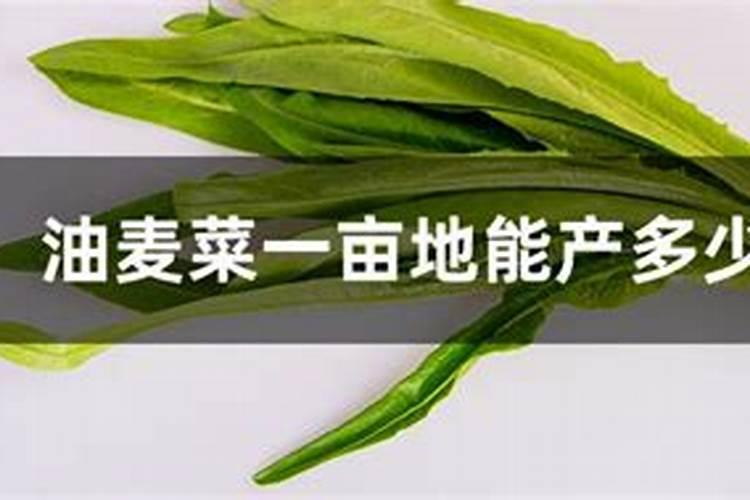 油麦菜施肥最佳时间,油麦菜的施肥时间和方法分享