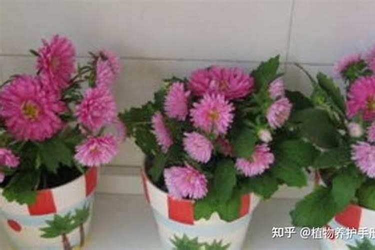 三角梅开花前需要怎么养护花开爆盆