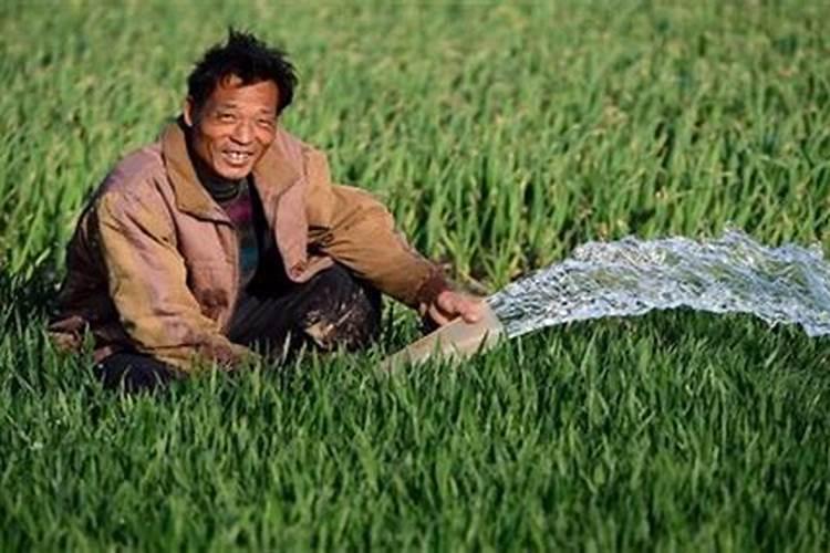 小麦撒尿素的最佳时间 什么时候撒好