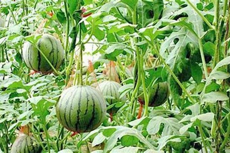西瓜膨果期用什么肥料