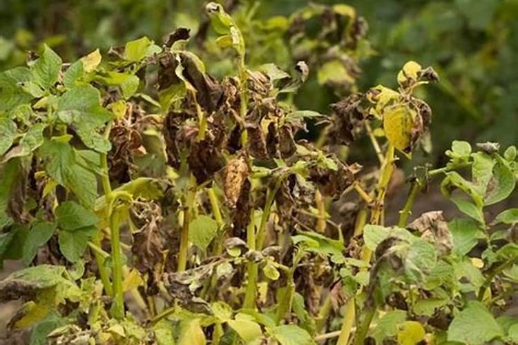 植物缺少氮、磷、钾,会出现什么症状？拜托各位了 3Q