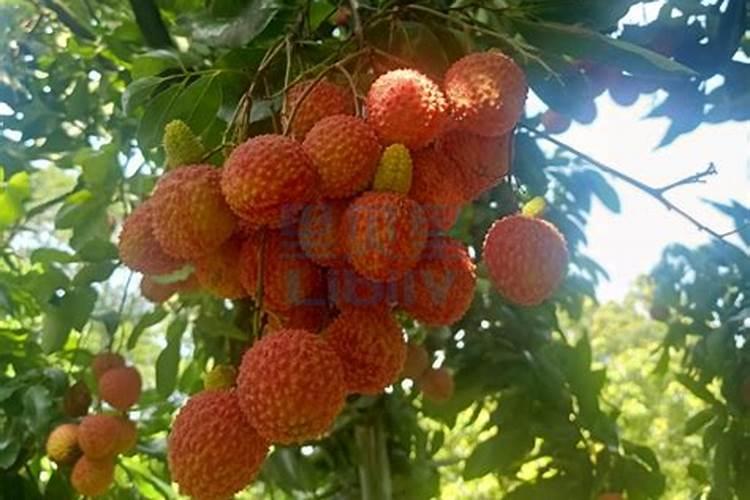 种菜用花生麸多久用一次