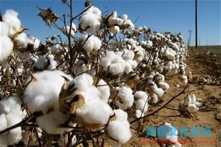 棉花硼肥什么时候打 如何正确使用