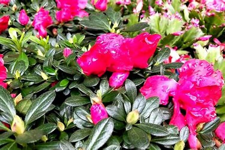 杜鹃花怎么施肥