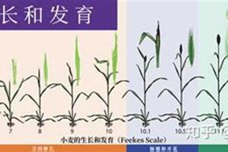 小麦肥料氮磷钾的比例是多少