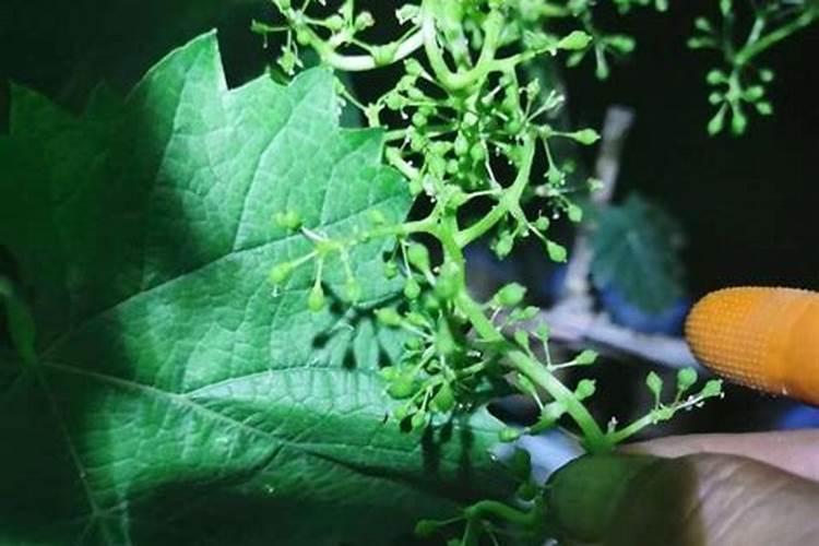 芸苔素内脂是不是激素？在葡萄上可以经常用吗？