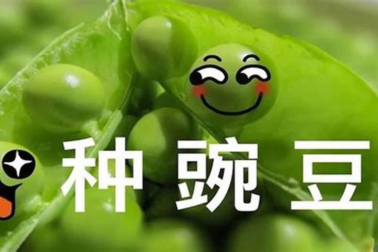 请问豌豆应该怎么追肥比较好？