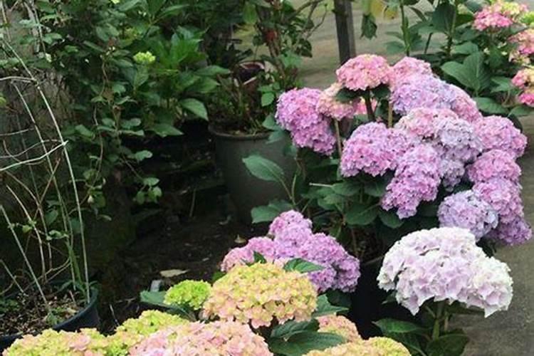 绣球叶子长的非常大就是不开花(只长叶子不开花原因)