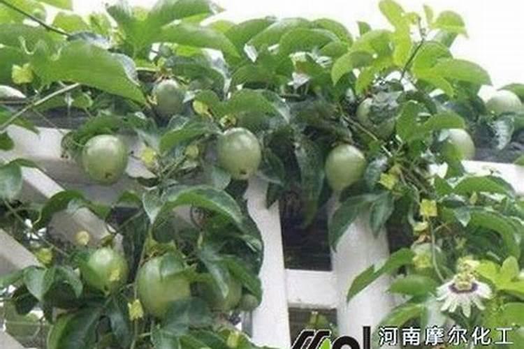 马铃薯的病害防治