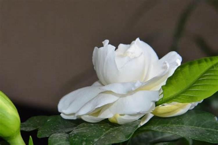栀子花应该施什么肥