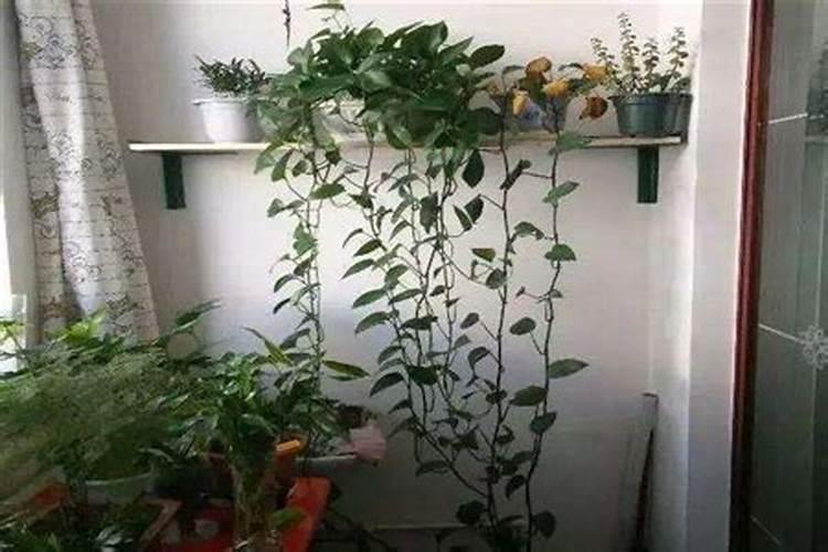 绿萝能施磷肥复合肥和尿素吗