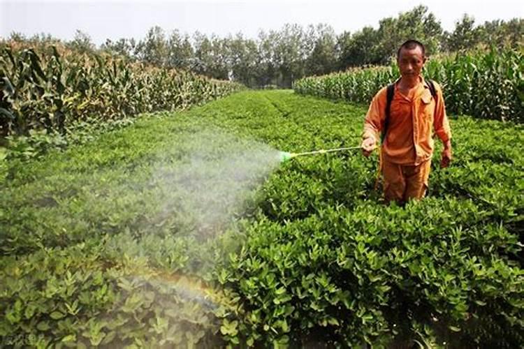 带有长青苔的水兑叶面肥行吗？