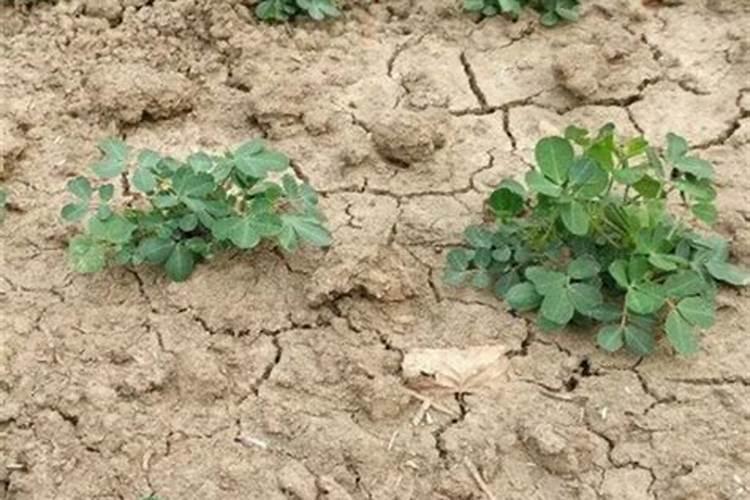 茄子需要怎么种养殖 茄子种植方法