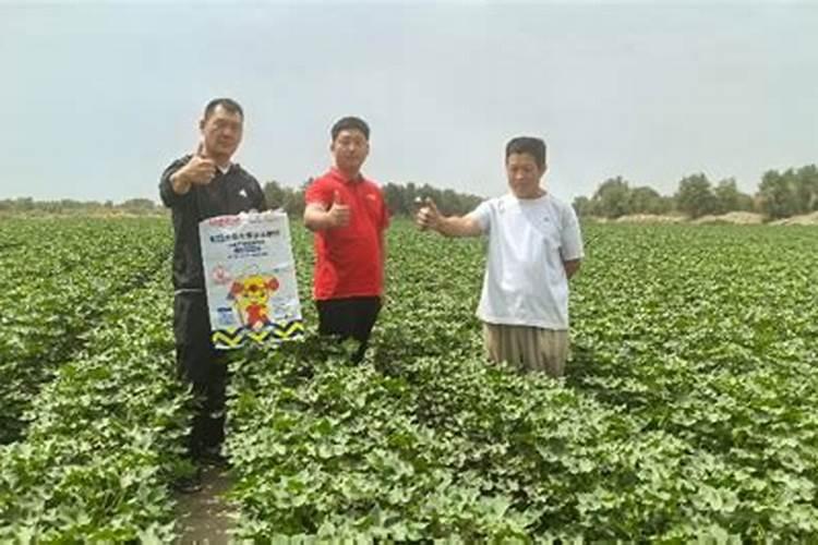 棉花的硼肥滴灌给棉花有用吗？