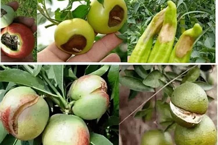 小麦苗发黄是什么原因越浇水越历害？