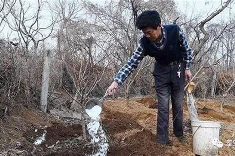 芹菜什么时候用钙肥 怎么使用效果好