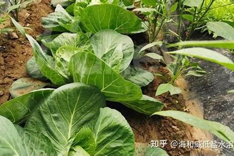 海棠花的施肥方法