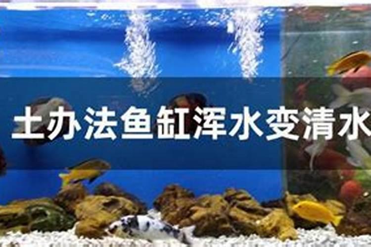 水竹子怎么养才能更旺盛竹子放水里怎么养才能更旺盛水养竹子怎么养才 ...