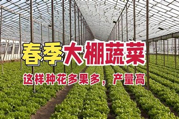 大棚小黄瓜刚晴天可以浇钙肥吗？