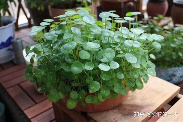 铜钱草施什么肥