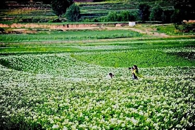 生姜用哪种水溶肥效果好？生姜什么时候用肥比较好？