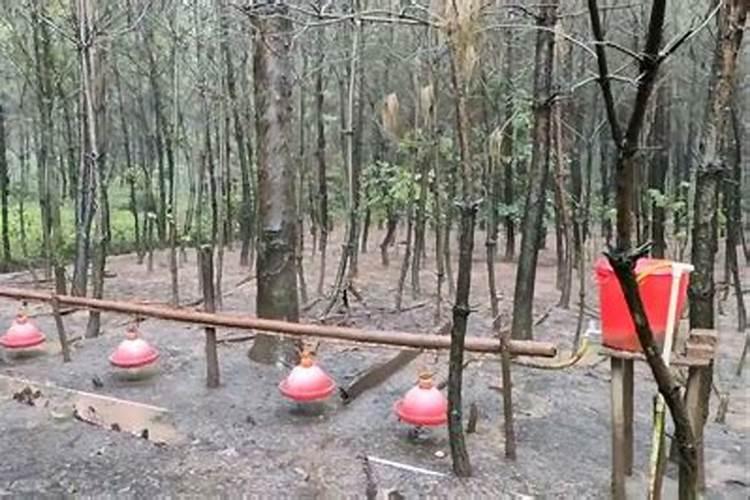 降氨氮最快方法
