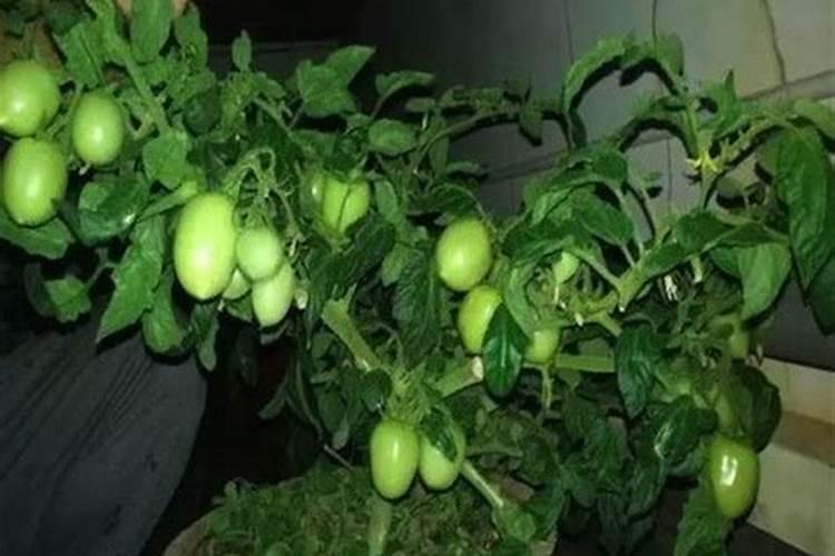 西红柿开花了什么时候施肥