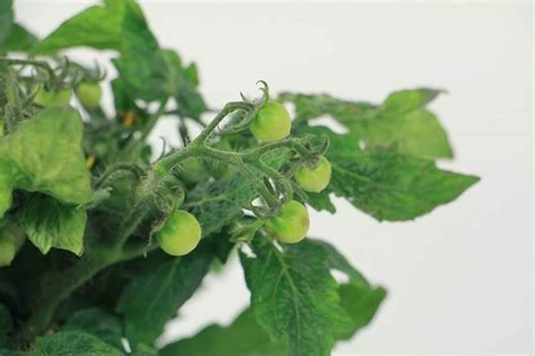 西红柿开花了可以施肥吗 西红柿开花了能施肥吗