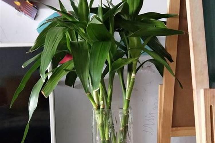 瓶养富贵竹施什么肥
