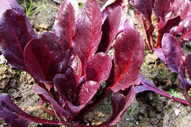 豆科植物为什么能肥田