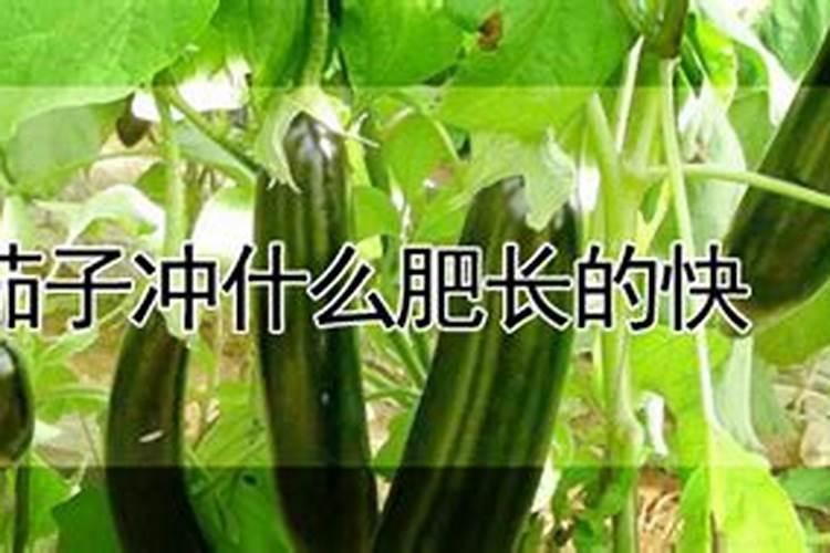 茄子冲什么肥长的快