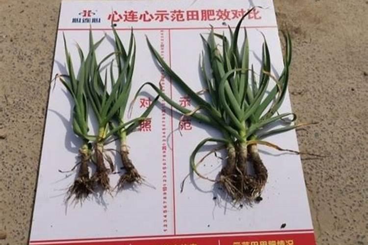 大蒜专用肥,种植大蒜用什么肥料好