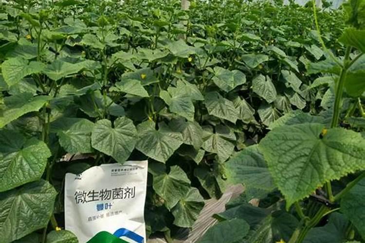 种植黄瓜的时候,最忌追施的是什么肥料？