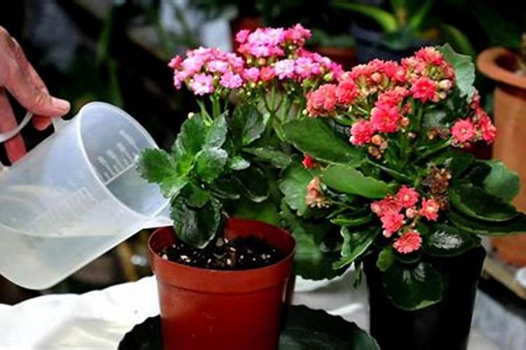 泡豆子水浇花好吗