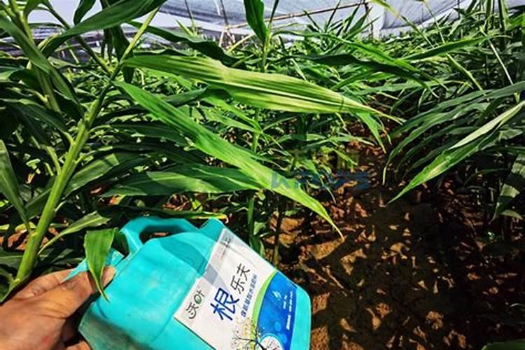 棉花一般什么时候种植比较好 棉花怎么播种