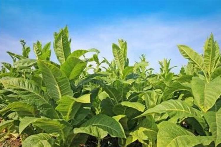 为什么种植的烟草收成不好？