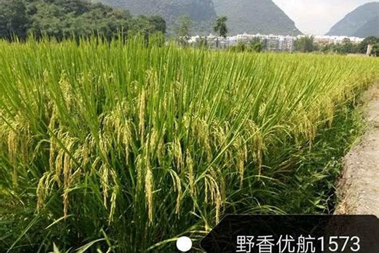 如何提高氮肥磷肥钾肥的利用率 提高氮肥磷肥钾肥的利用率方法