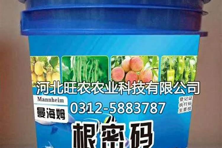 温室大棚黄瓜怎么能密刺发亮