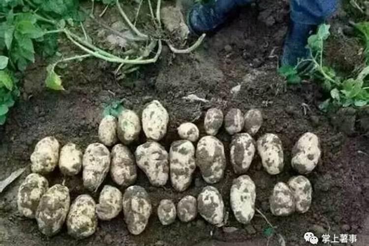 土壤肥沃含氮肥水过多的,会促进马铃薯快去生长吗？