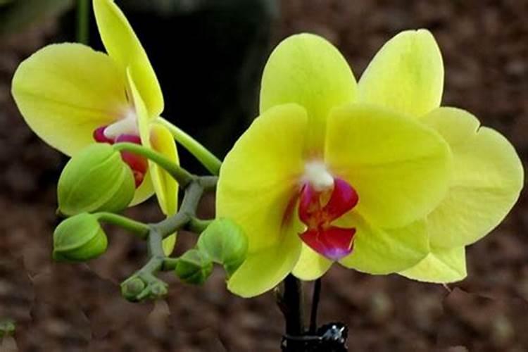 蝴蝶兰用什么肥磷钾肥可促进花芽形成