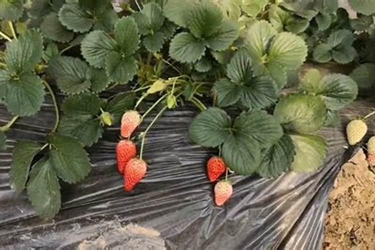 草莓开花结果的时候需要施肥吗