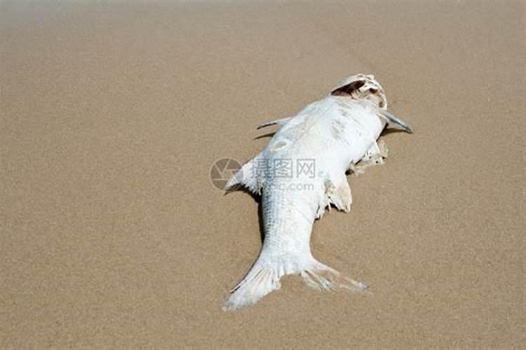 死鱼可不可以做肥料