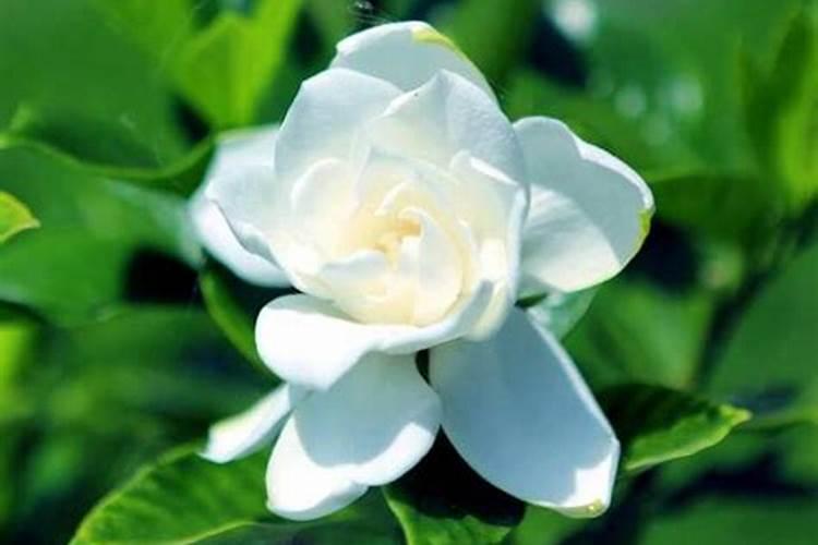栀子花用什么肥料最好