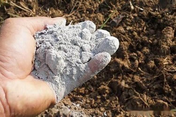 非洲菊怎么施肥