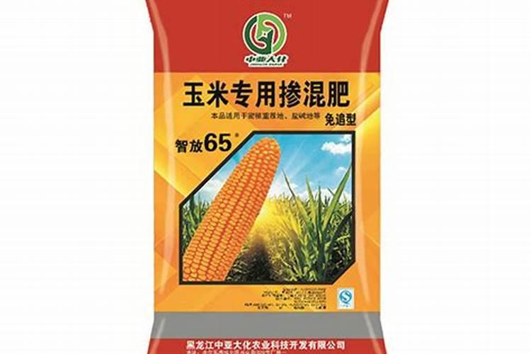 枸骨植物界的小精灵