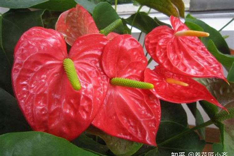 红掌底肥放什么肥好,底肥施用方法