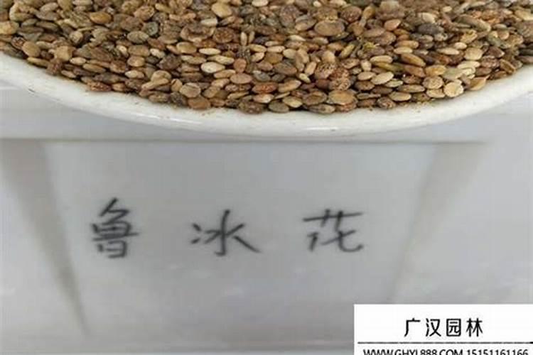 中微量元素肥料正确使用方法